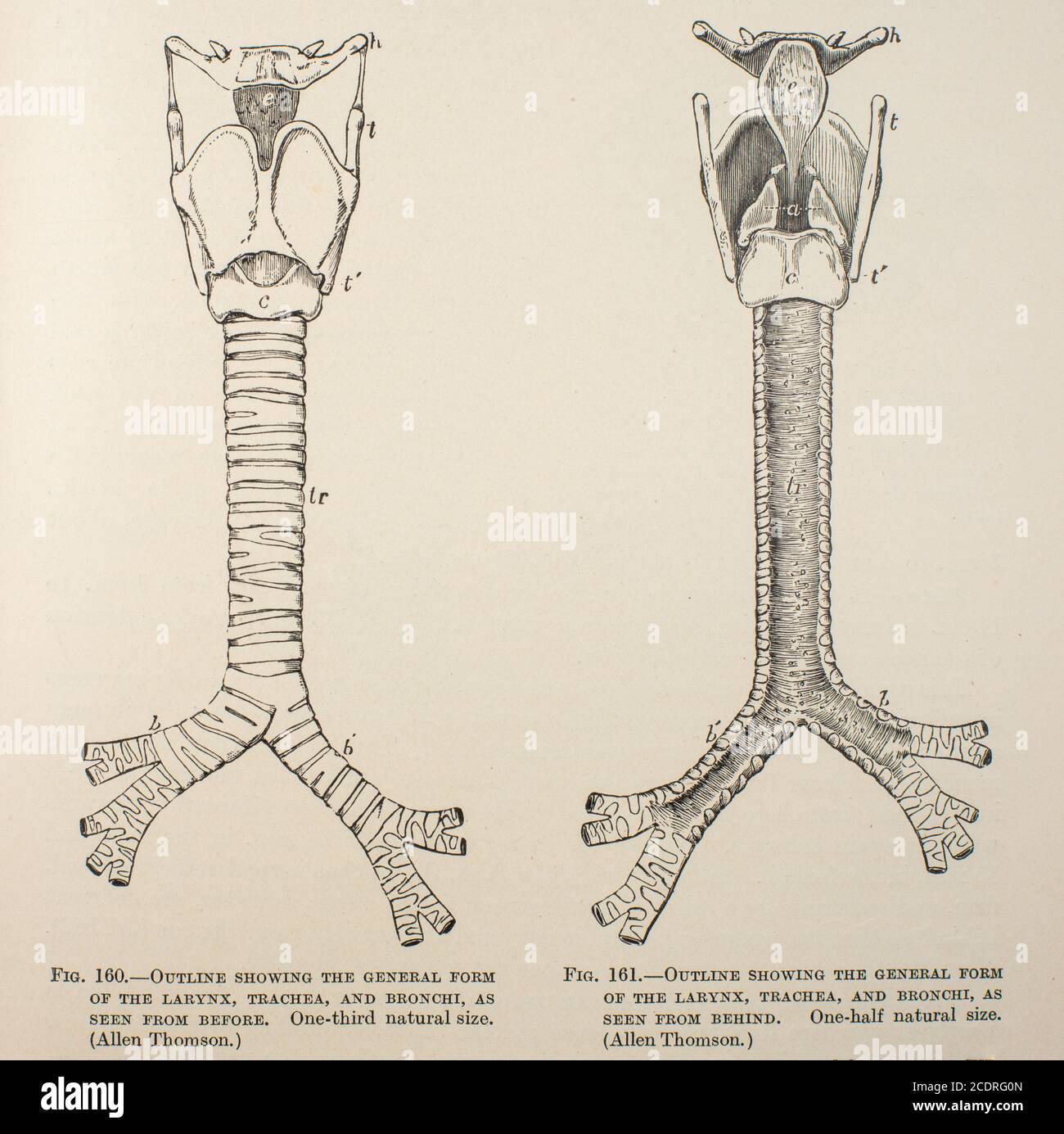 Quain's Elements of Anatomie Col. III publié en 1896, larynx, trachée et bronches. Banque D'Images