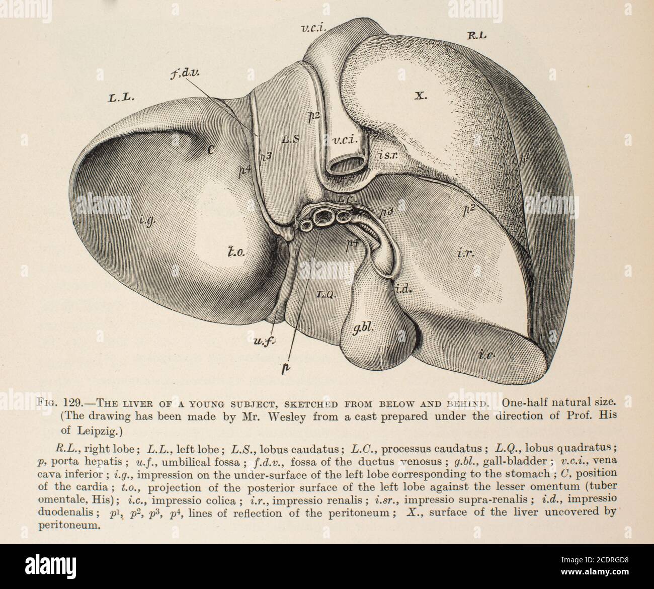 Quain's Elements of Anatomy Col. III publié en 1896, Liver. Banque D'Images