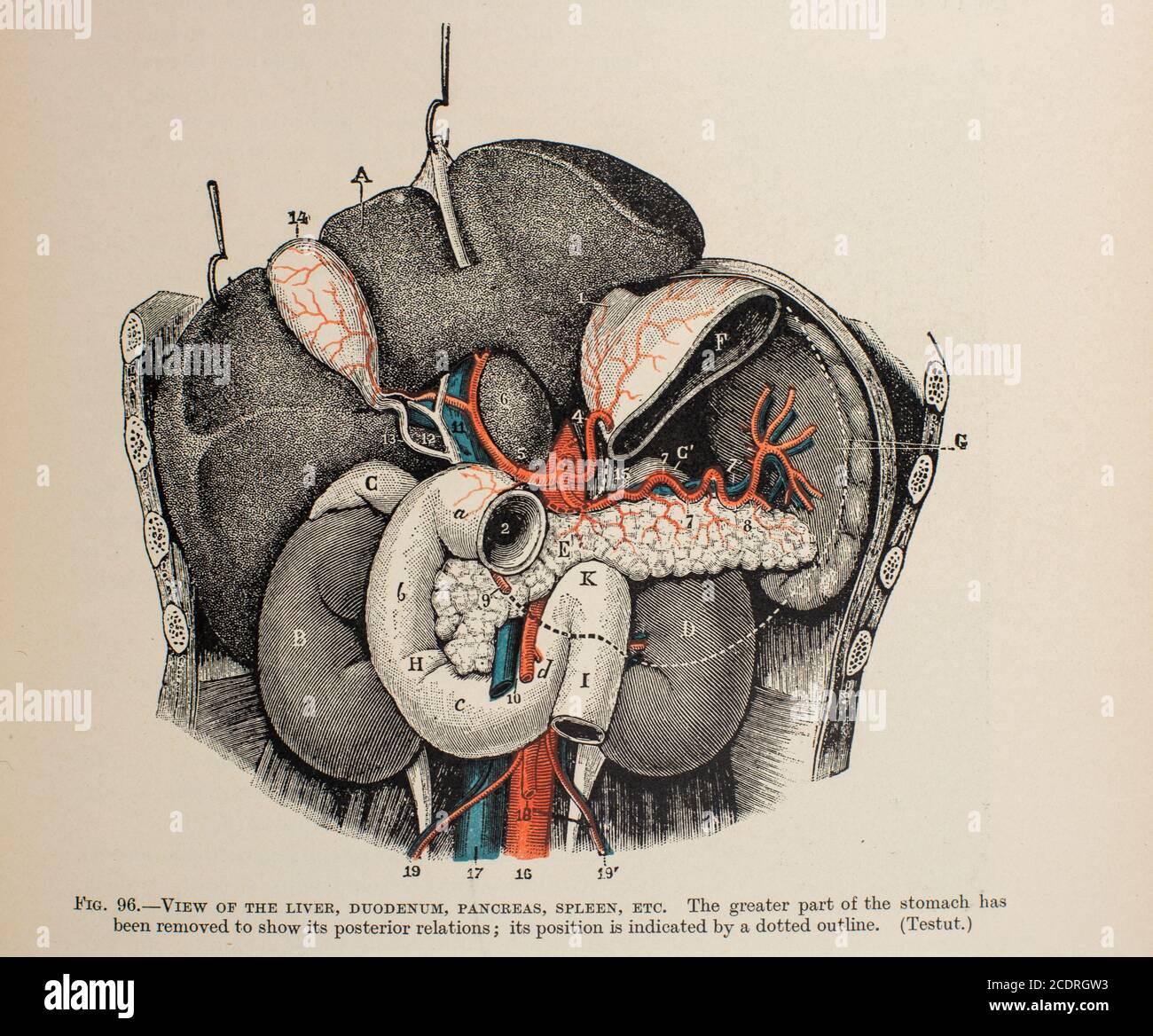 Quain's Elements of Anatomie Col. III publié en 1896, organes digestifs. Banque D'Images