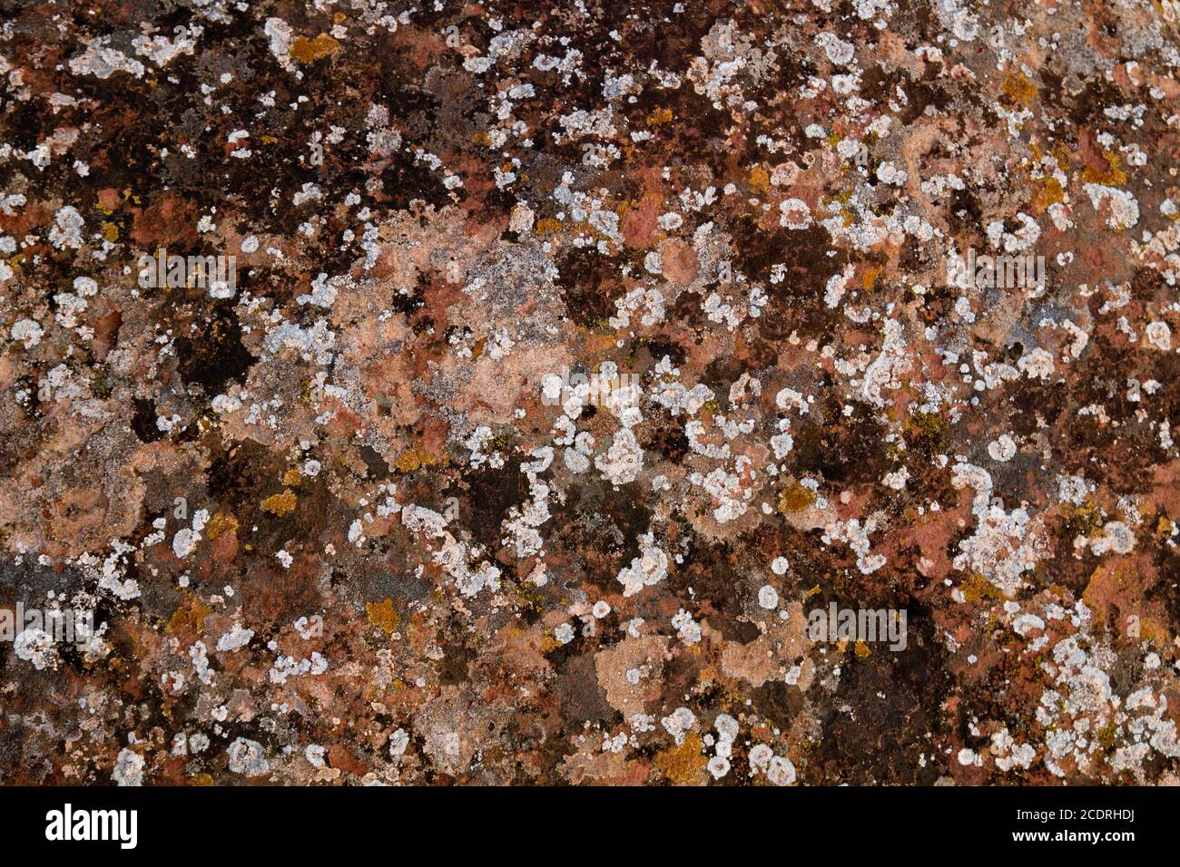 Lichens colorés qui poussent sur du calcaire Banque D'Images