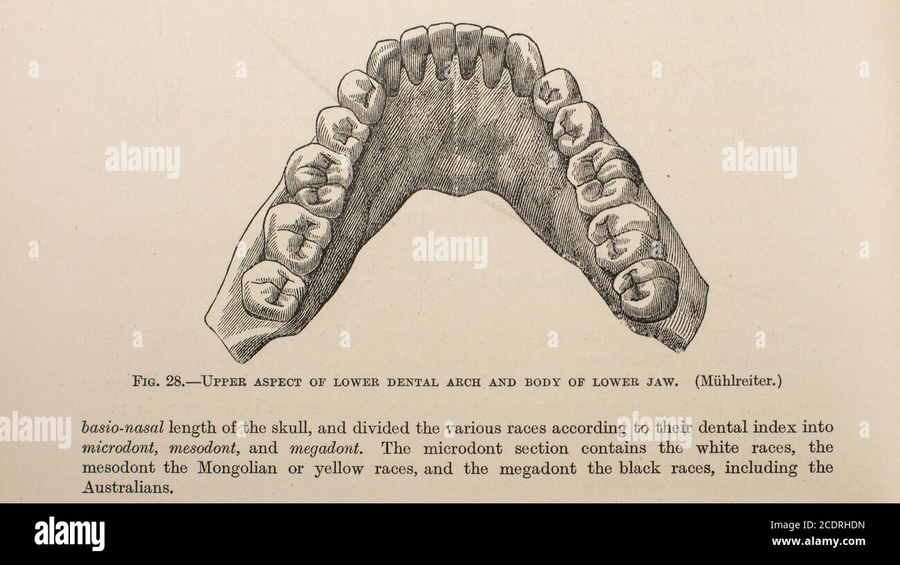 Arc dentaire inférieur de Quain's Elements of Anatomy Col. III publié en 1896 Banque D'Images