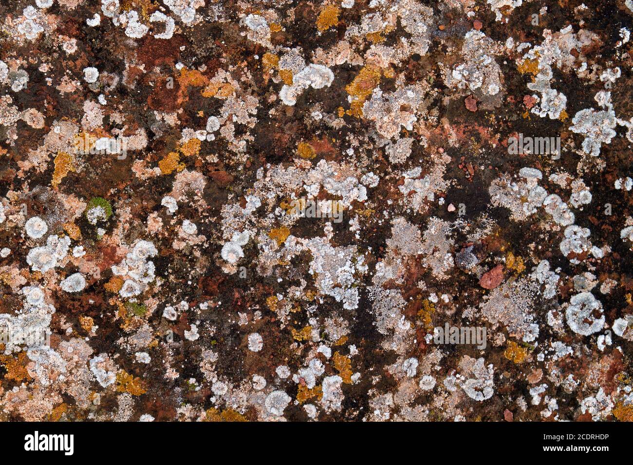 Lichens colorés qui poussent sur du calcaire Banque D'Images