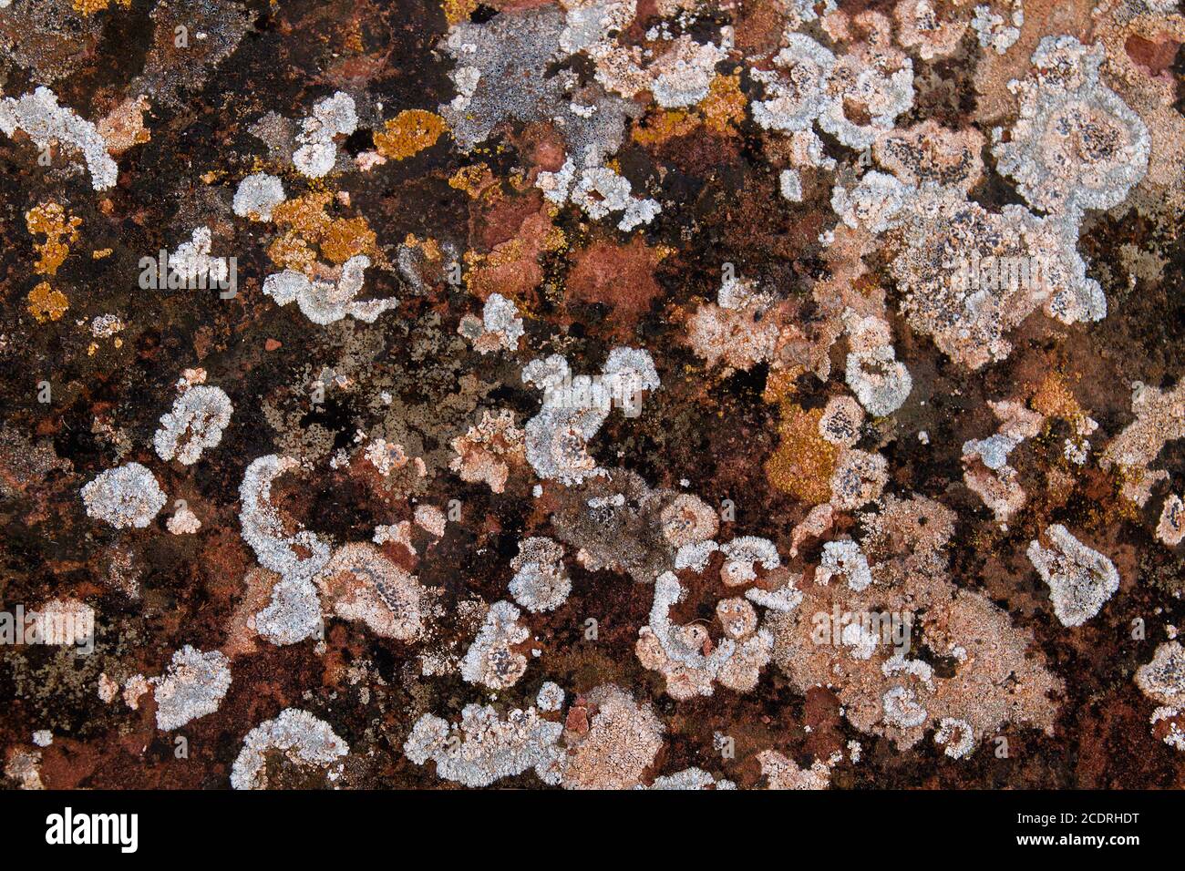 Lichens colorés sur un calcaire Banque D'Images