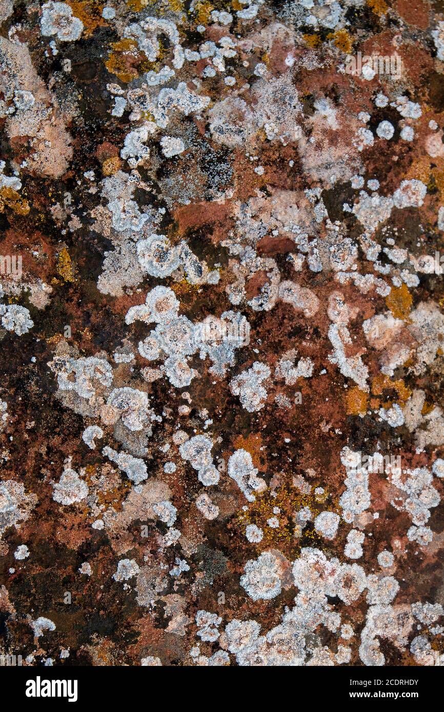 Lichens de couleur sur une surface calcaire Banque D'Images