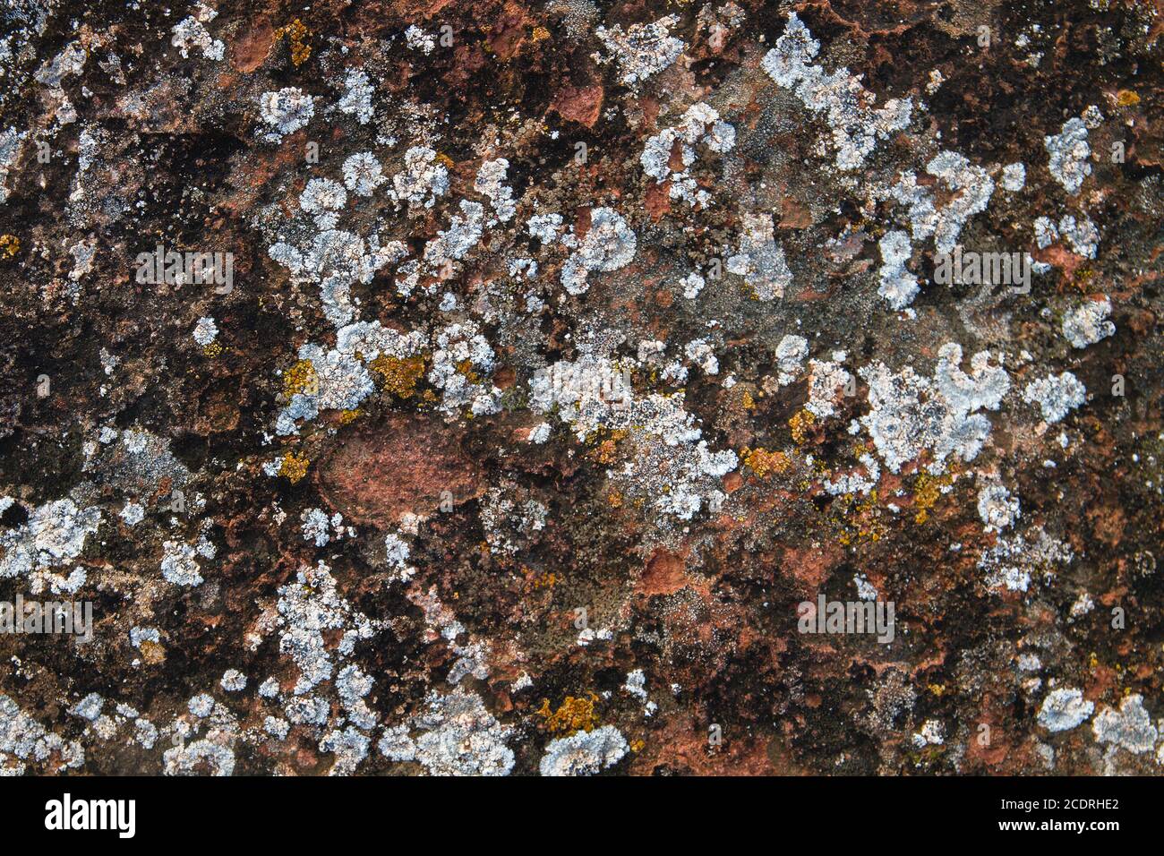 Lichens colorés poussant dans des roches sédimentaires Banque D'Images