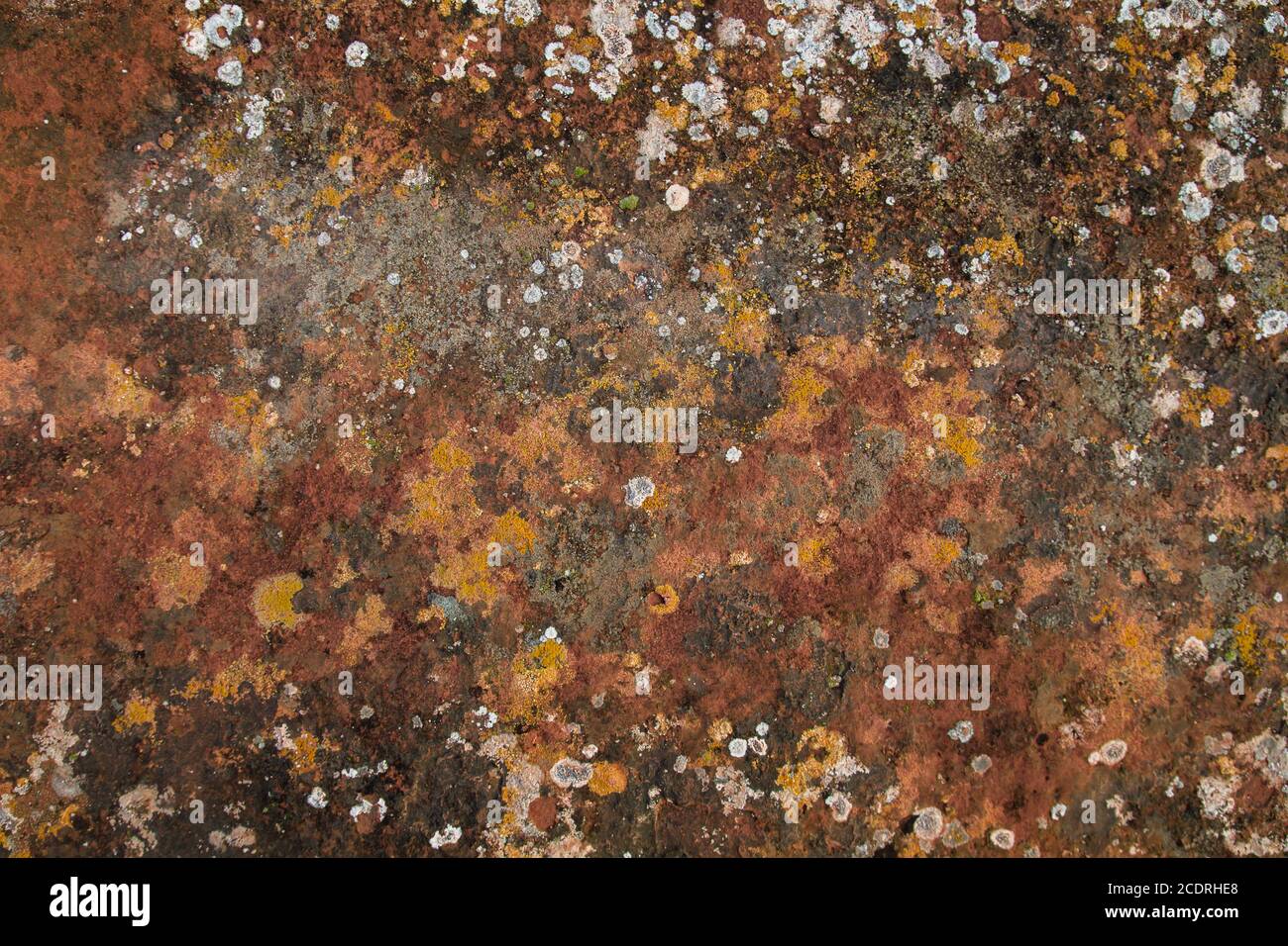 Lichens colorés dans les roches sédimentaires Banque D'Images