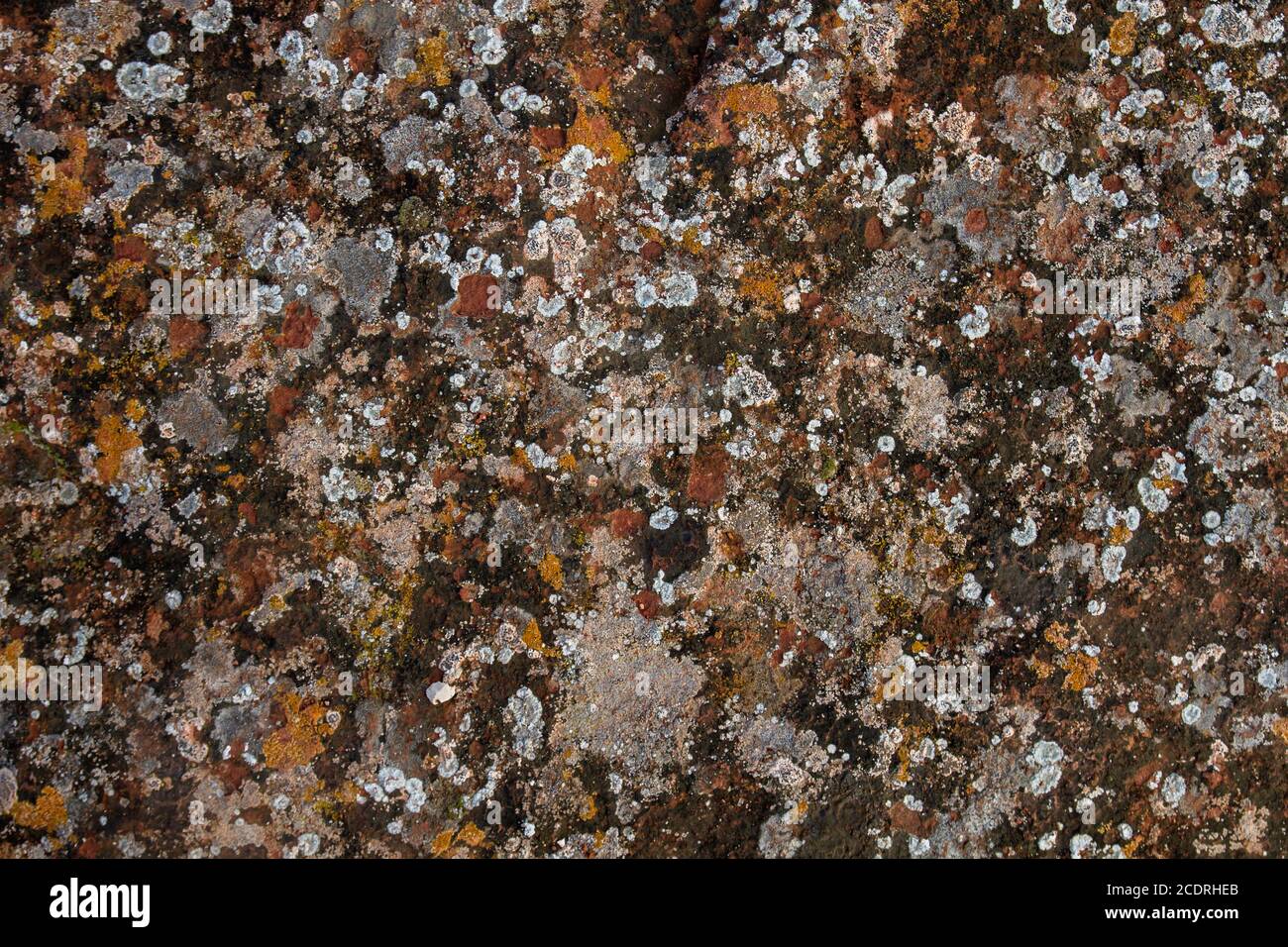 Lichens colorés poussant dans des roches sédimentatiques Banque D'Images