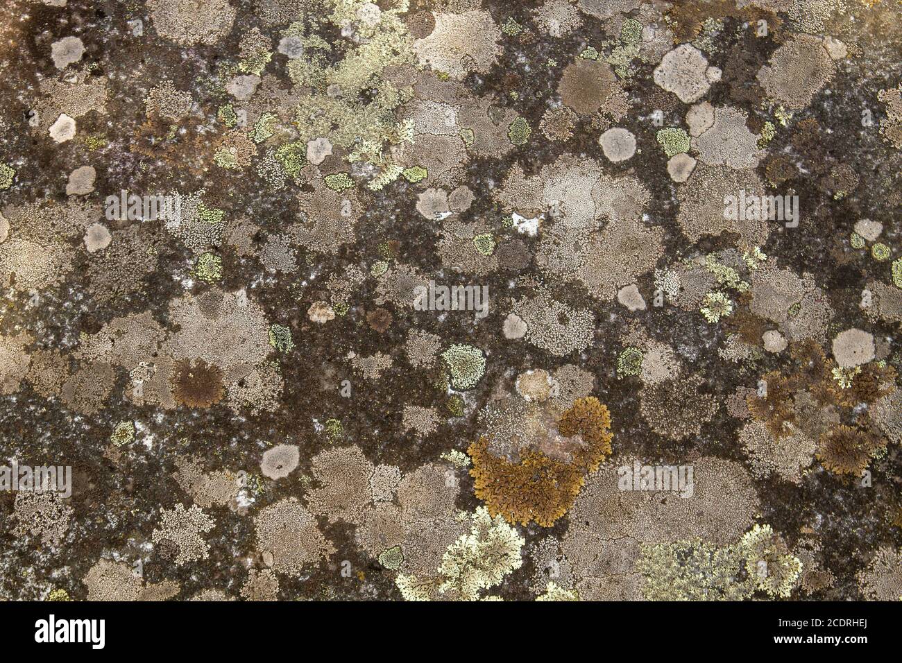 Lichens poussant sur une surface en pierre Banque D'Images