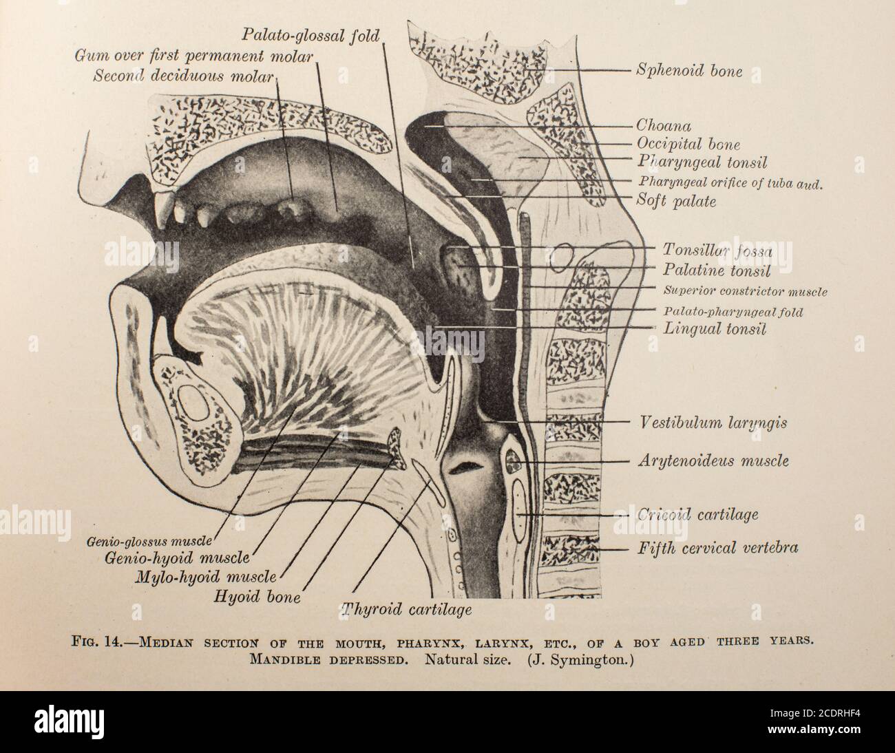 Quain's Elements of Anatomie Col. III publié en 1896, la dentisterie. Banque D'Images