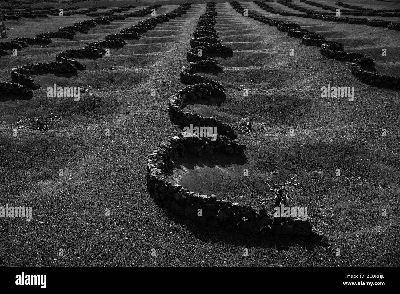 Vin de lanzarote dans la région de la Geria, Espagne, Europe Banque D'Images