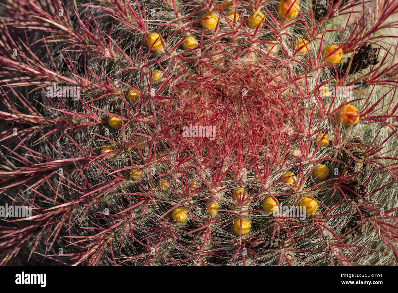 Cactus aux épines rouges et boutons de fleurs jaunes Banque D'Images
