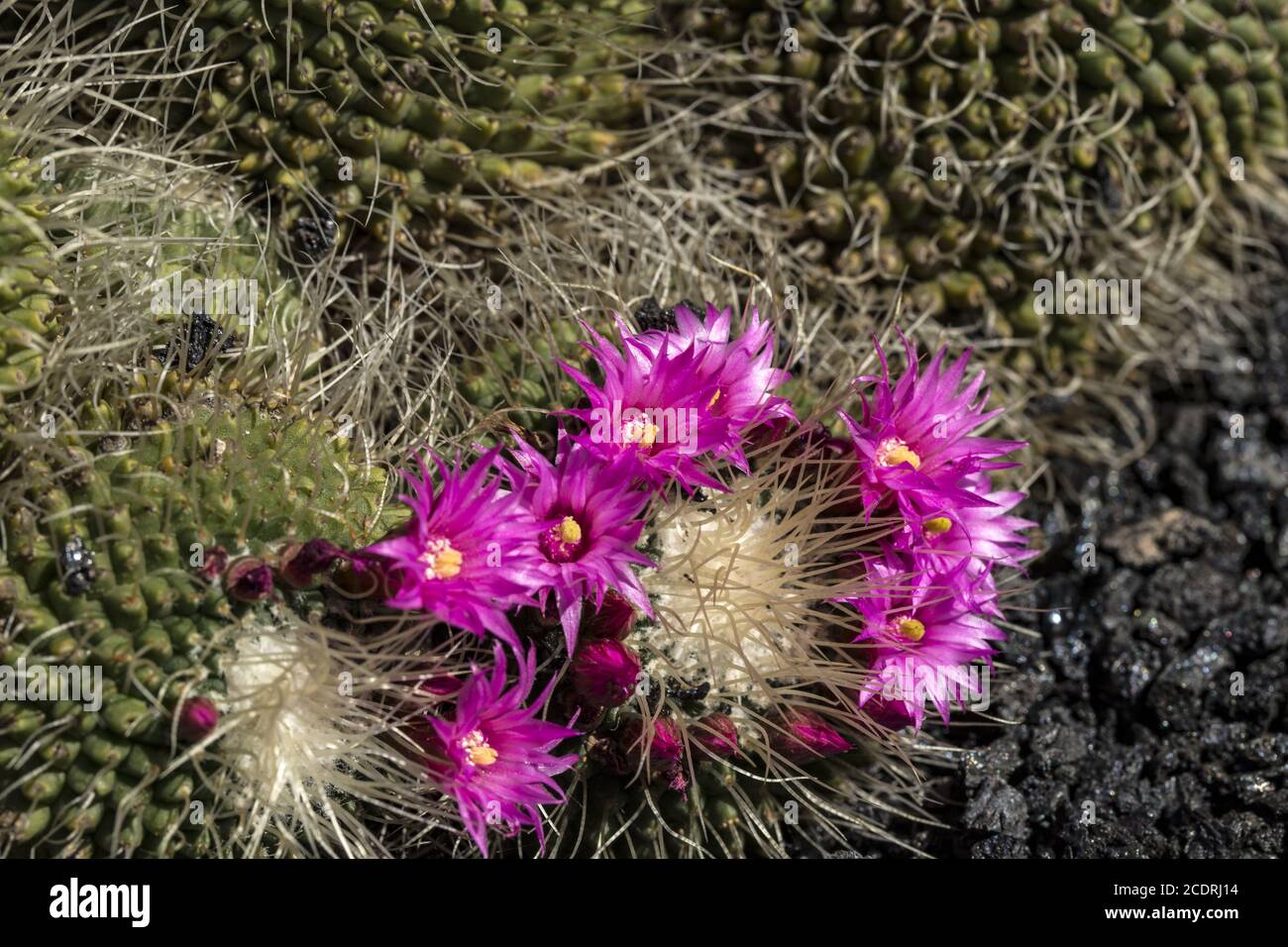 Cactus fleuris aux fleurs rouges Banque D'Images