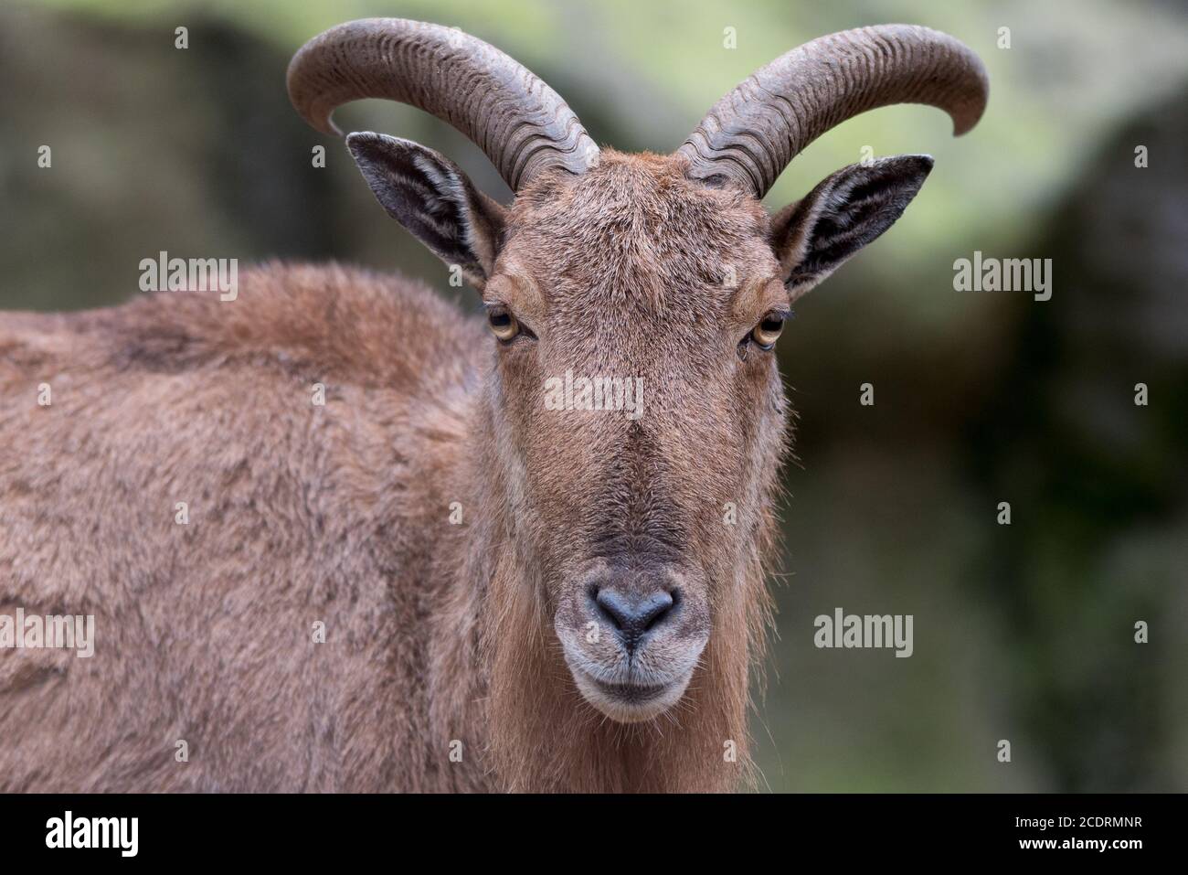 Mouton de Barbarie. Banque D'Images