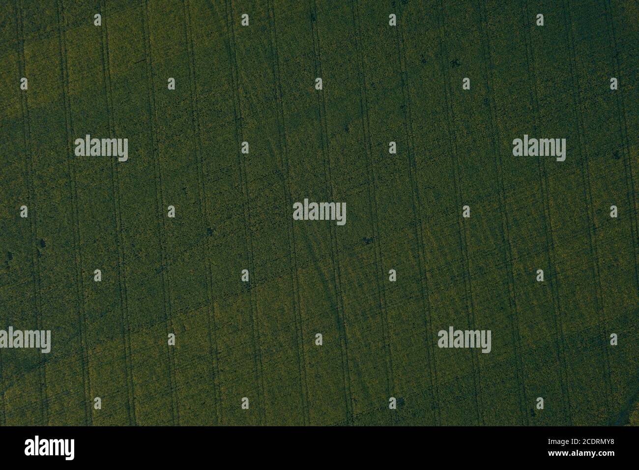Les motifs apparaissent dans les champs de tournesol sous différents angles. Banque D'Images