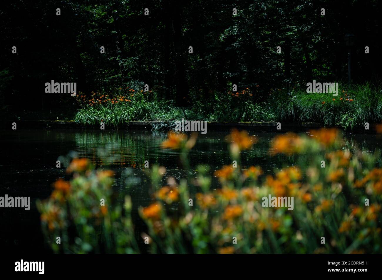 Lilies de tigre à côté d'un étang vu de loin. Banque D'Images