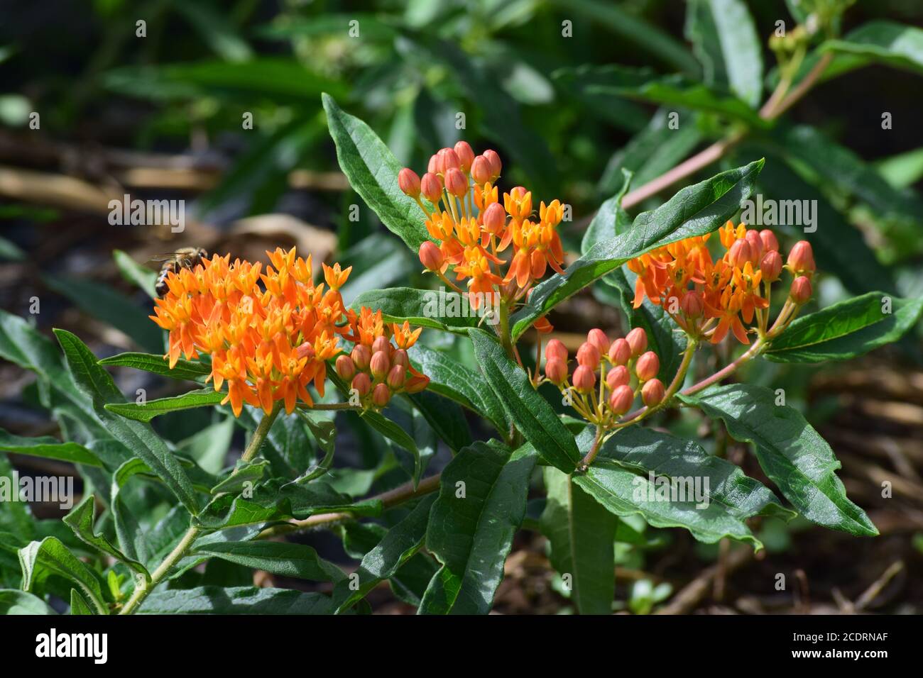 Un milkweed papillon avec abeille Banque D'Images