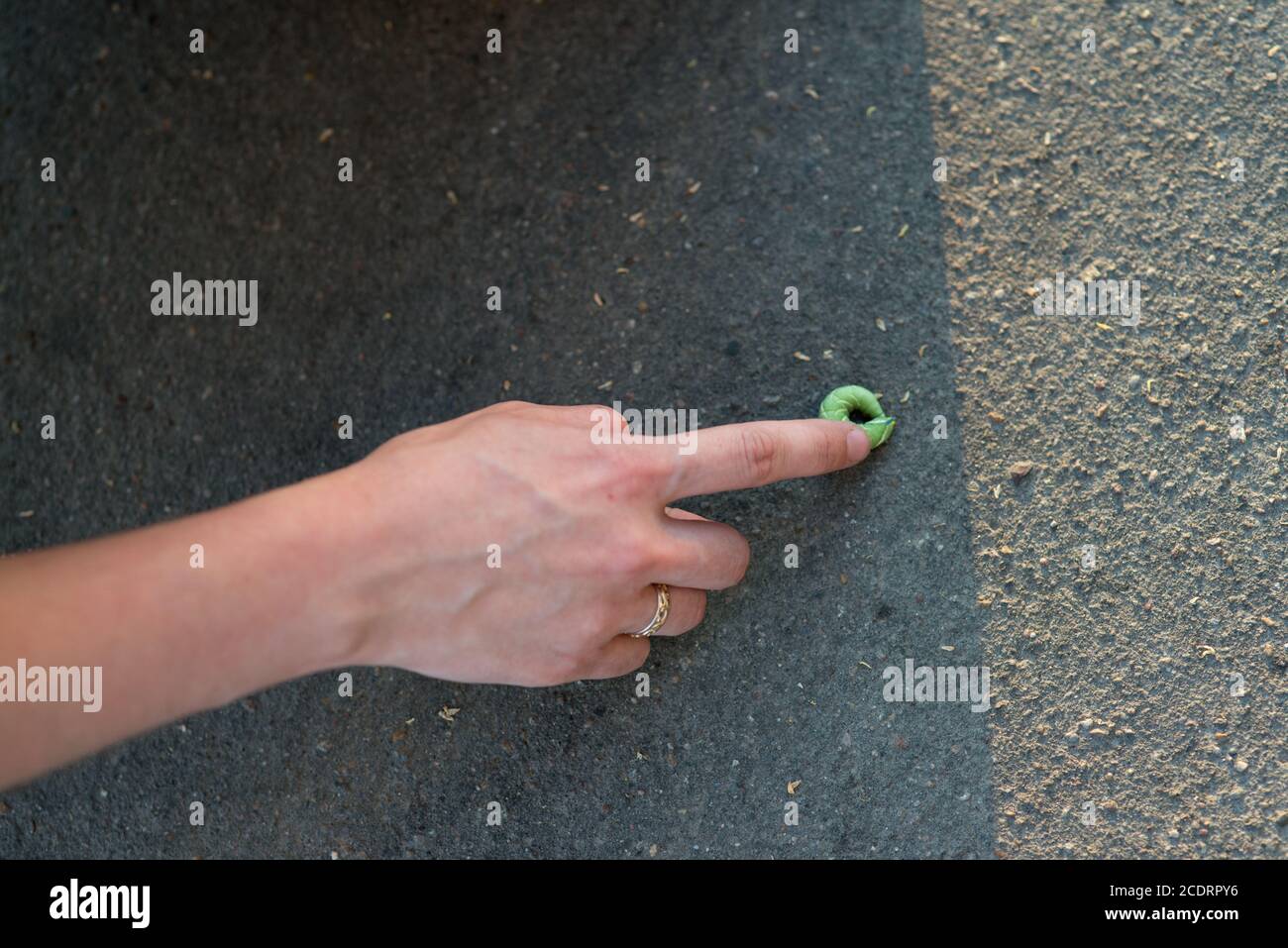 Young woman traveler touche vert géant caterpillar allongé sur le bitume gris allumé par Sun Banque D'Images