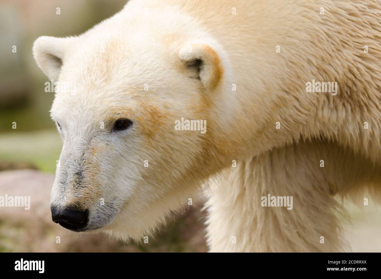 L'ours de glace Banque D'Images
