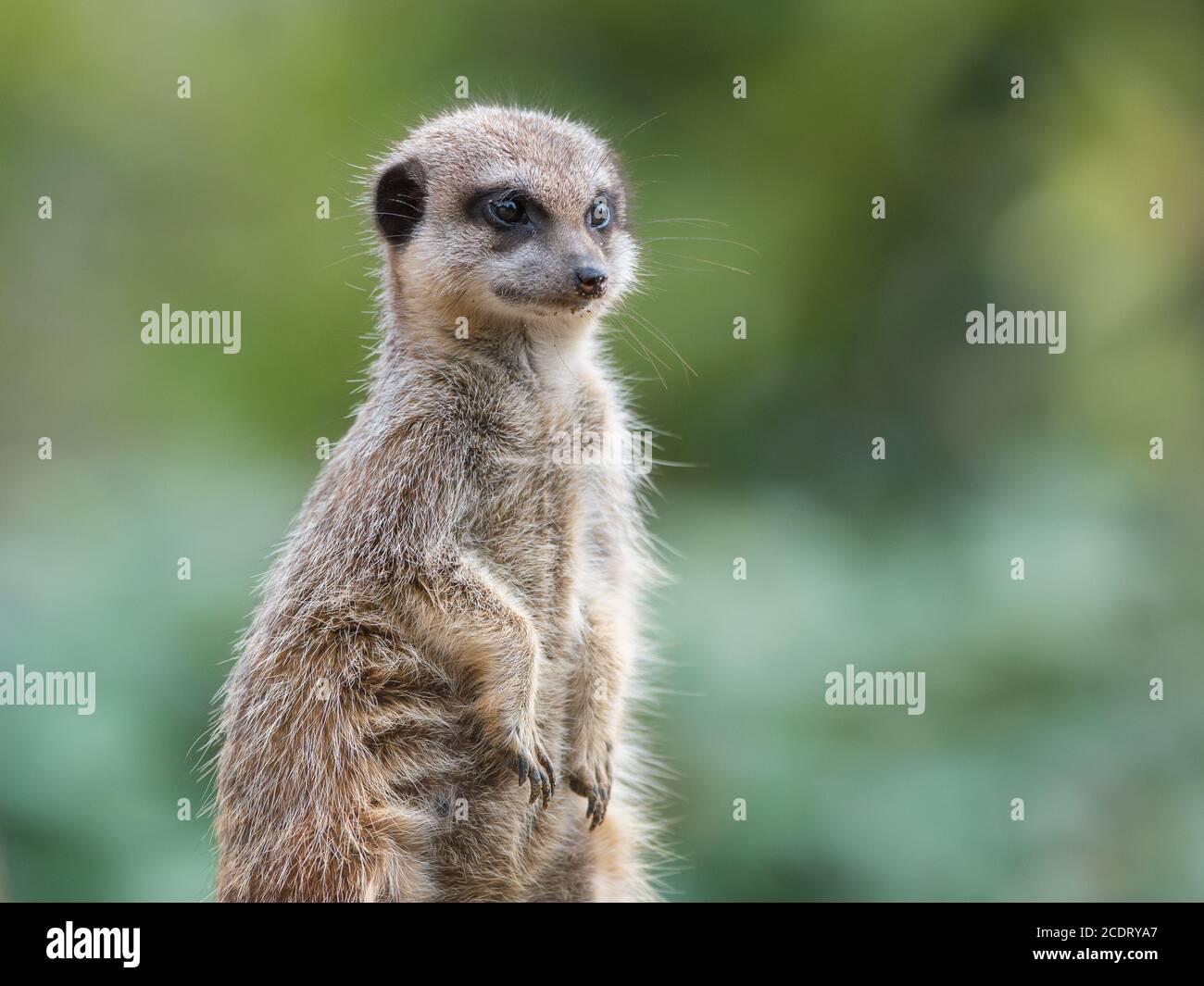 Meerkat Banque D'Images