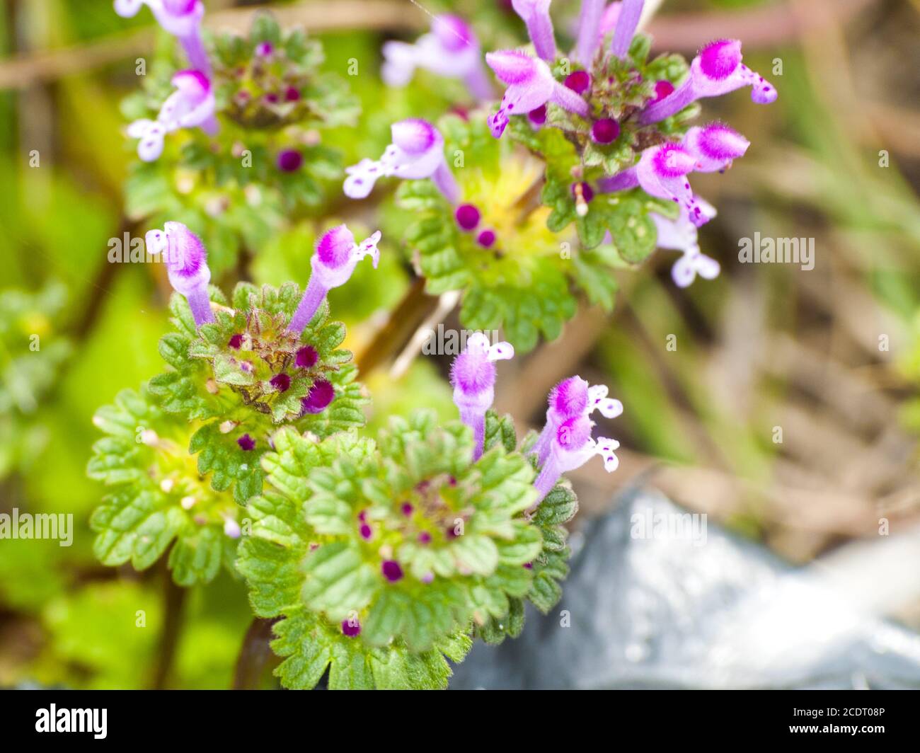 Lamium ampelexicaule - Henbit sur floraison sur un pré Banque D'Images