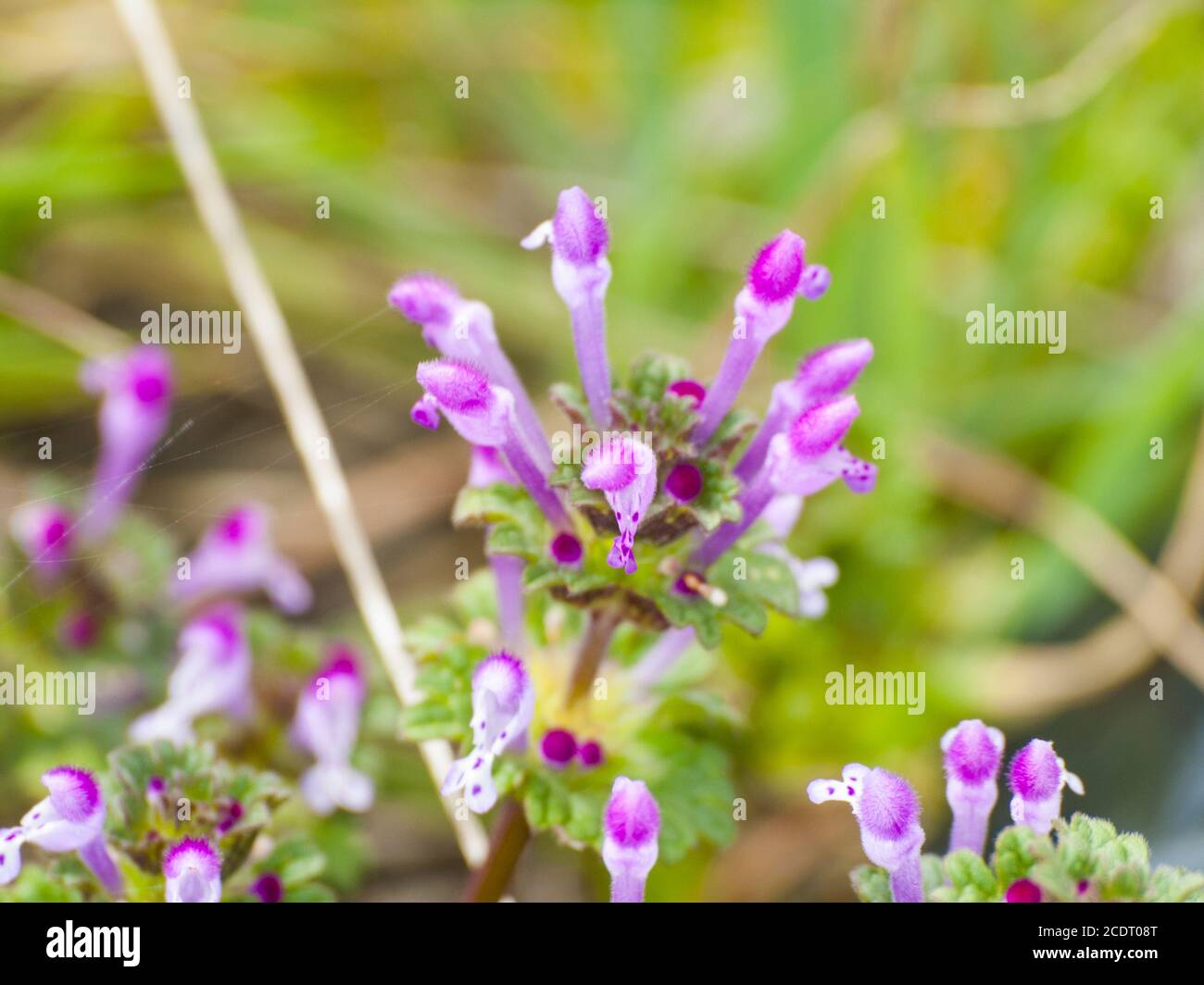 Lamium ampelexicaule - Henbit sur floraison sur un pré Banque D'Images