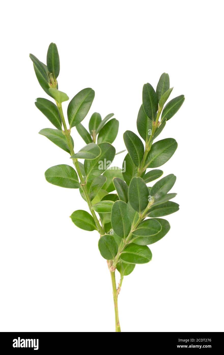 Branche de buis isolée sur fond blanc. Branche de buis verte. Buxus avec masque. Banque D'Images