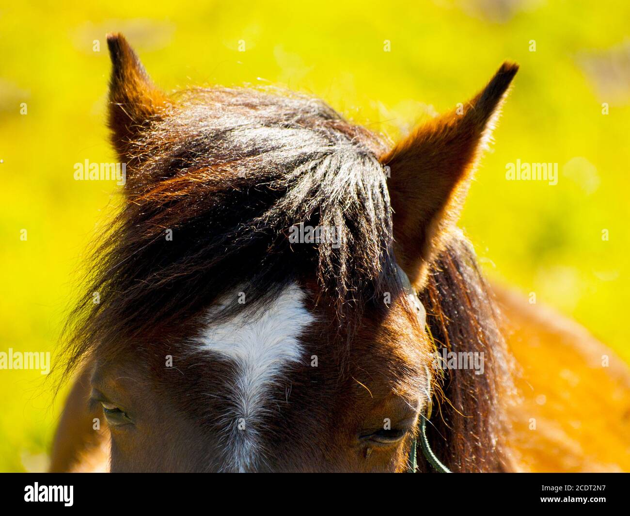 Cheval brun regardant l'appareil photo dans une ferme à la campagne au printemps Banque D'Images