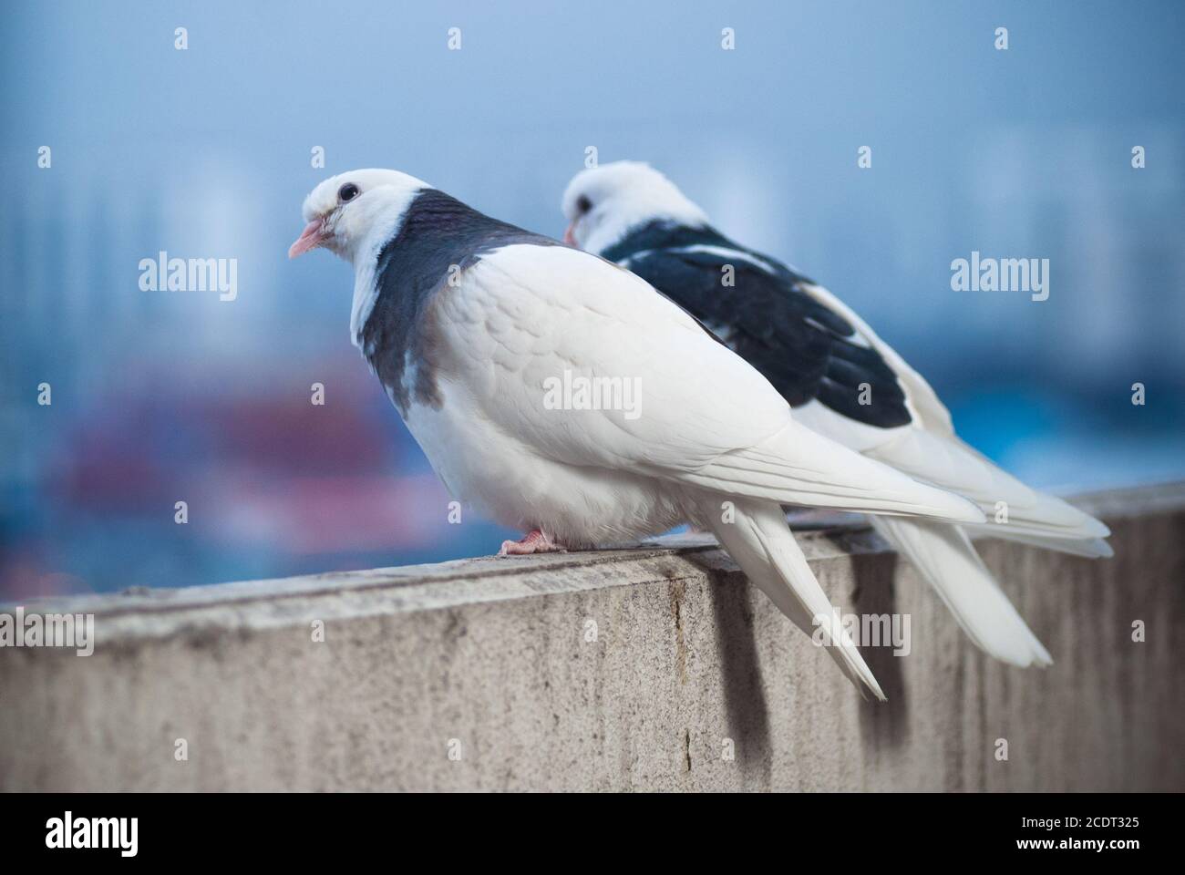 Deux amoureux des colombes blanches et noires sur le balcon pour saluer le coucher du soleil et le soleil Banque D'Images