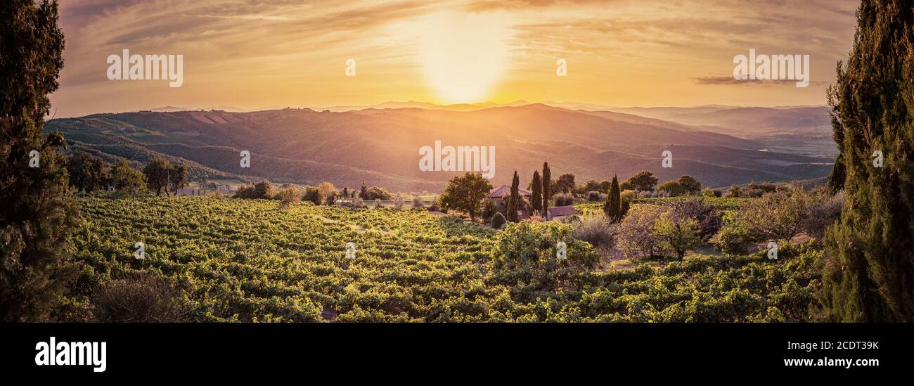 Panorama du vignoble en Toscane, Italie. Ferme viticole au coucher du soleil Banque D'Images