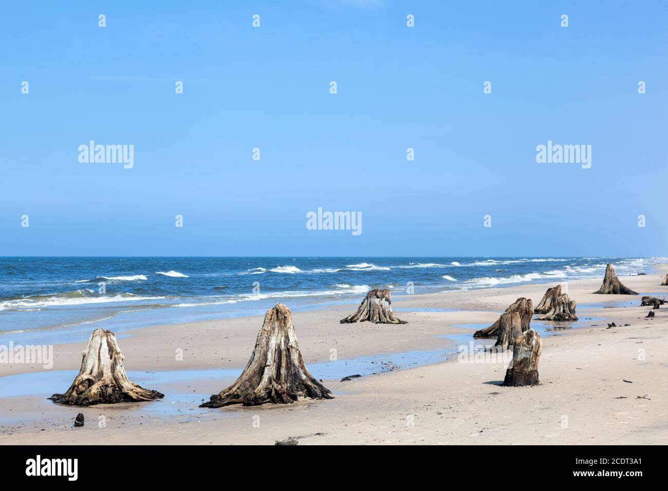 troncs d'arbres de 3000 ans sur la plage après la tempête. Parc national de Slowinski, mer Baltique, Pologne Banque D'Images