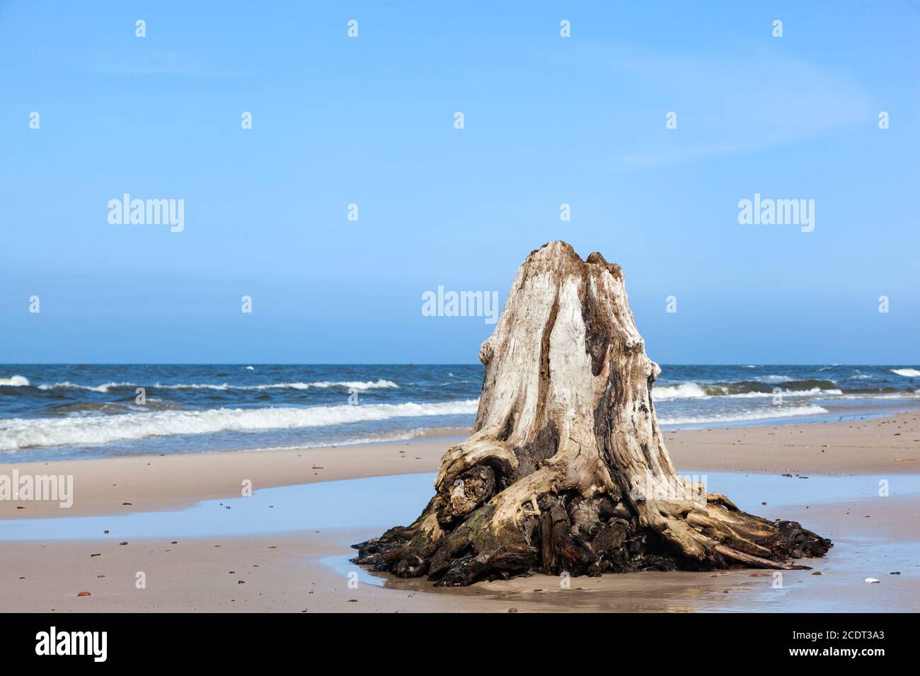 troncs d'arbres de 3000 ans sur la plage après la tempête. Parc national de Slowinski, mer Baltique, Pologne Banque D'Images