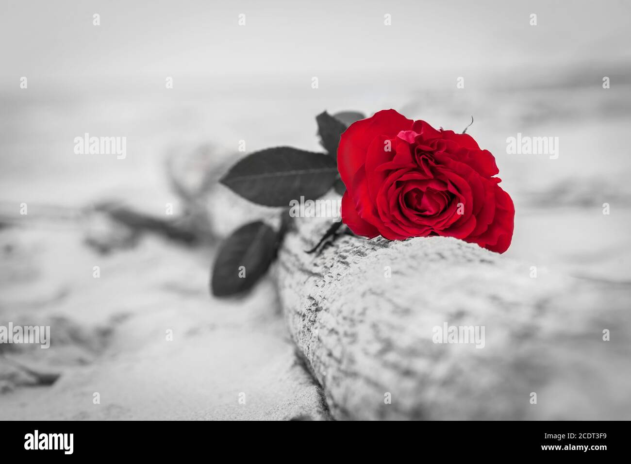 Rose rouge sur la plage. Couleur par rapport au noir et blanc. Amour, romance, mélancolie concepts. Banque D'Images
