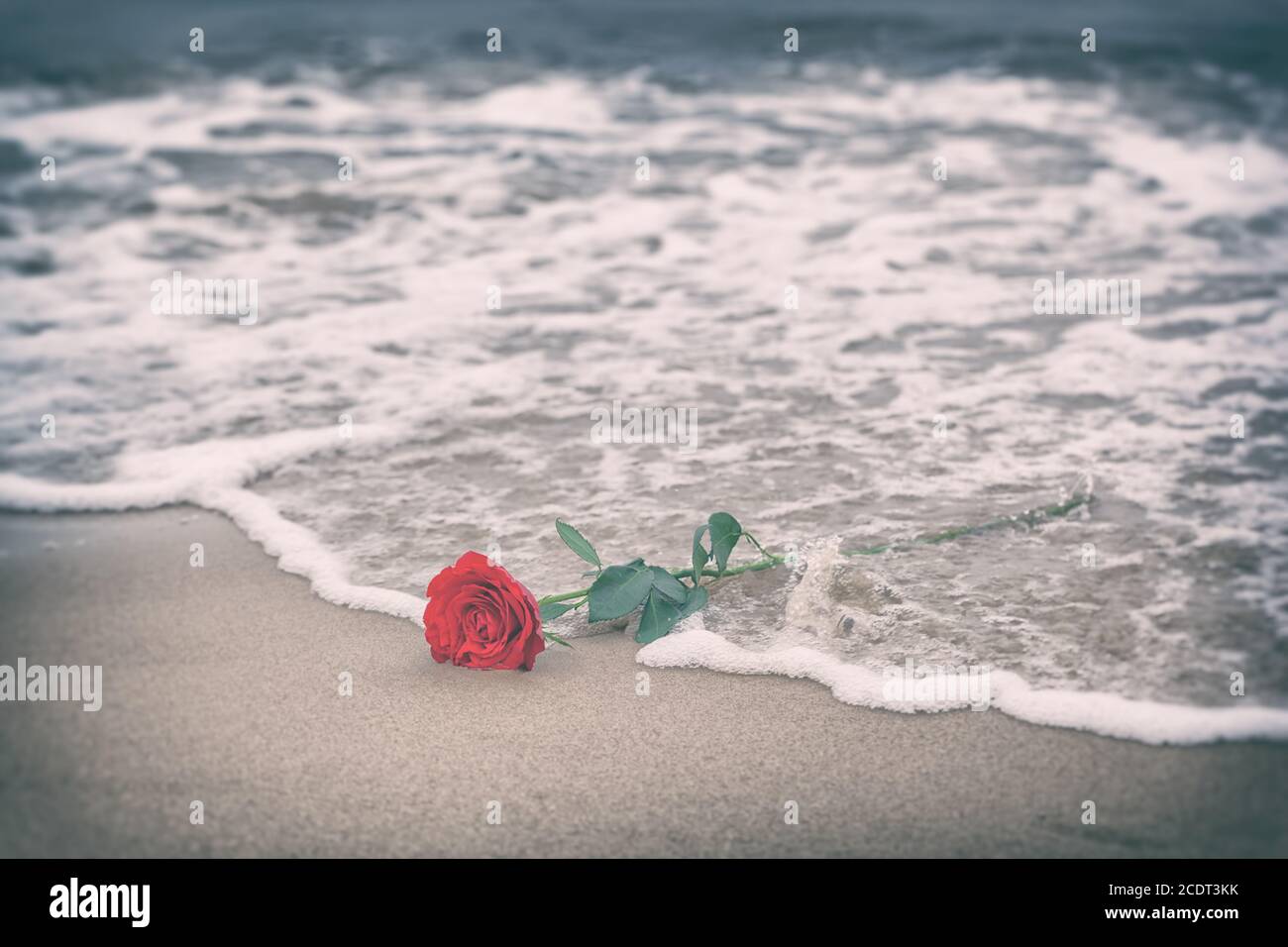 Vagues délavant une rose rouge de la plage. Vintage. Amour Banque D'Images