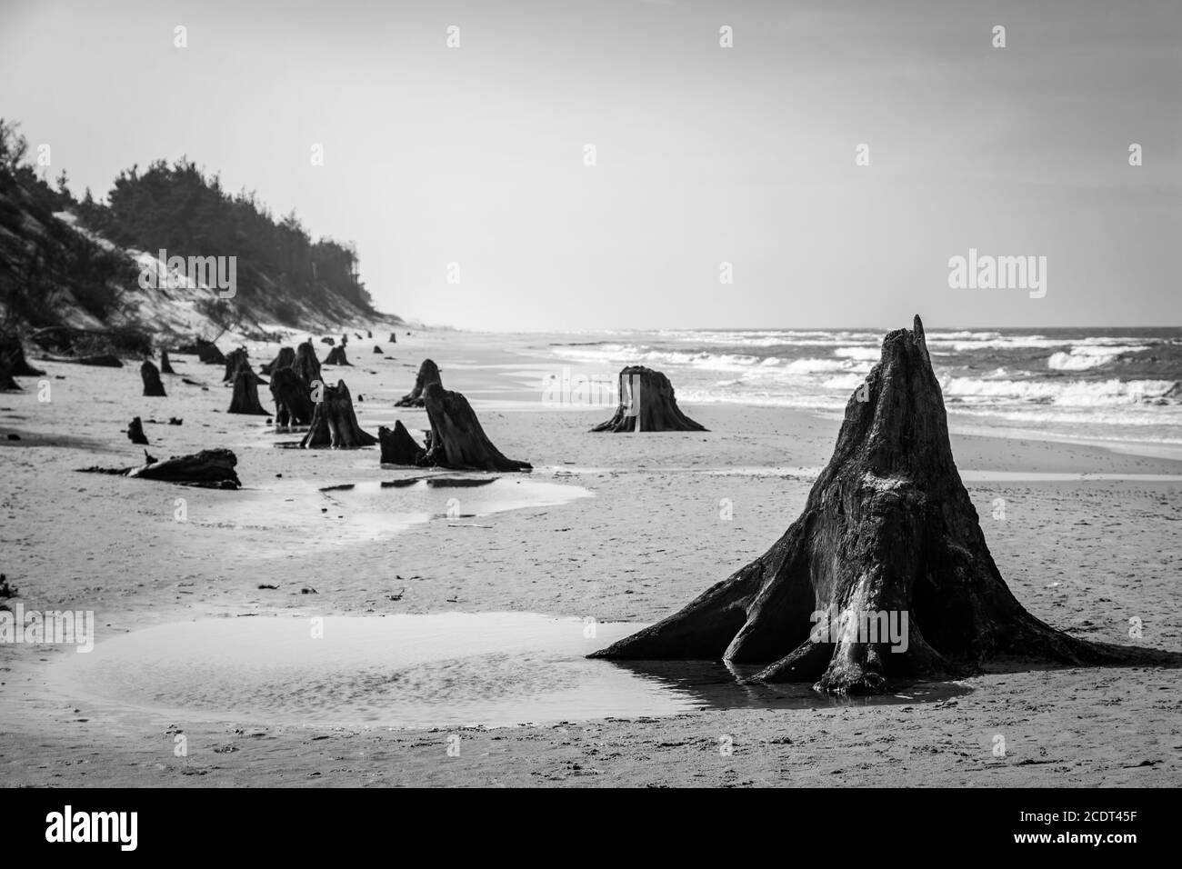 troncs d'arbres de 3000 ans sur la plage après la tempête. Parc national de Slowinski, mer Baltique, Pologne Banque D'Images