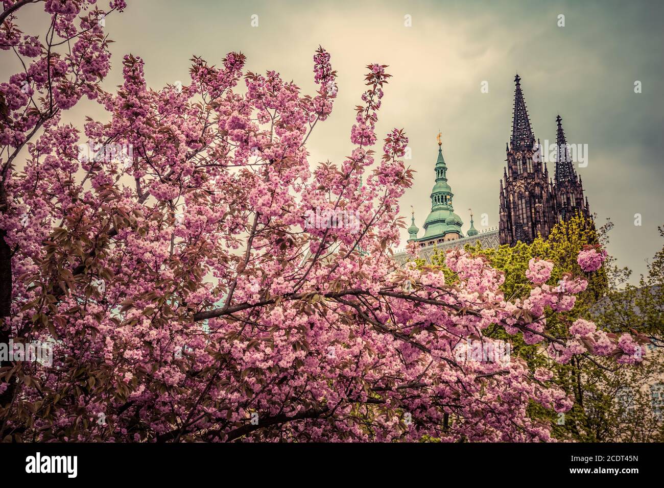 Château de Prague avec la cathédrale Saint-Vitus, Hradcany, République Tchèque vu des jardins de printemps. Banque D'Images