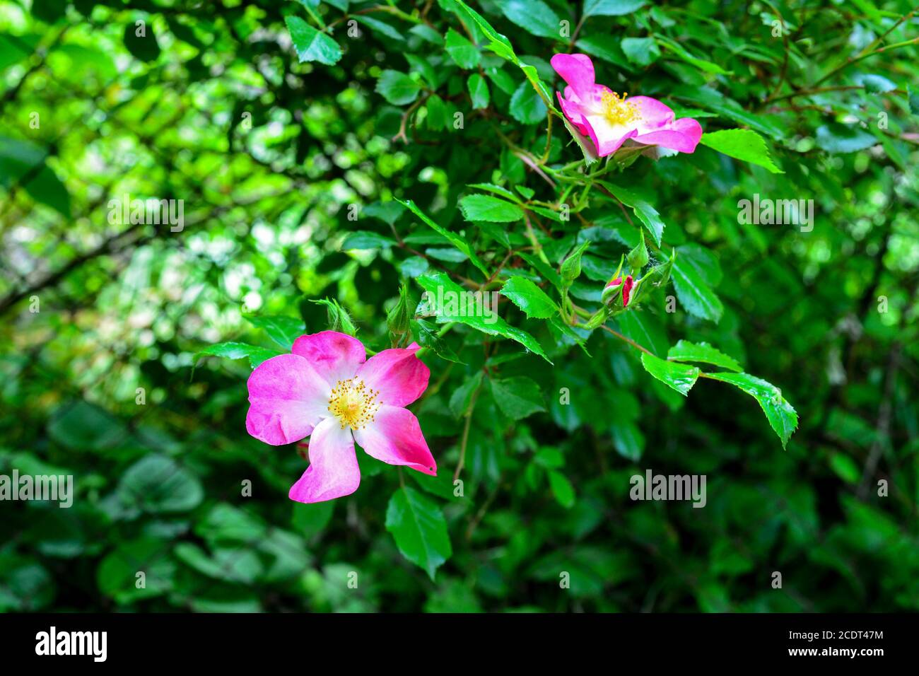 Fleurs de rosier, de rosehip, en pleine nature. Belle journée de printemps dans le jardin Banque D'Images