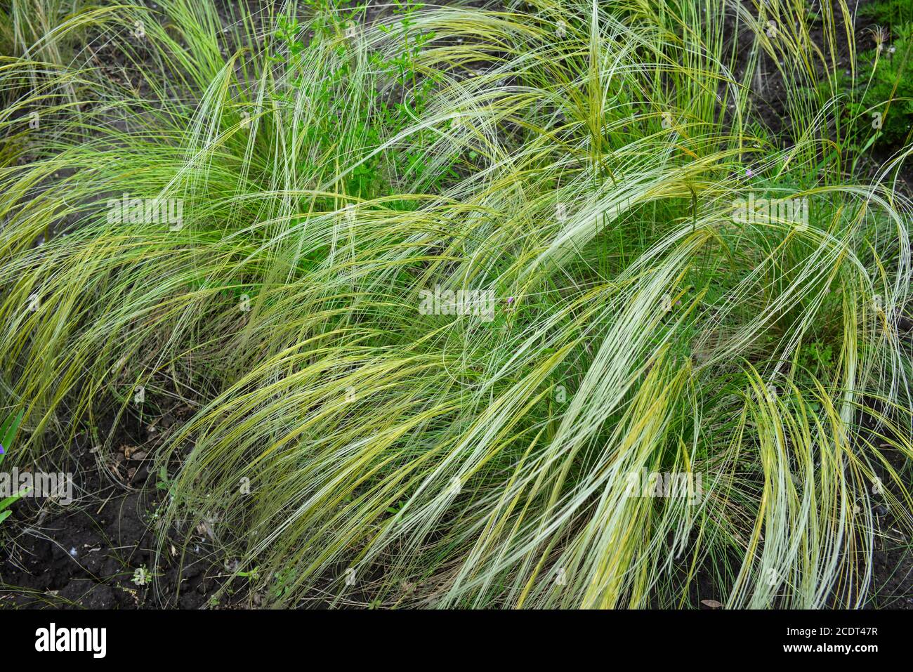 Le magnifique Bush de Feather Grass, forme déjà au plus petit vent souffle un modèle inhabituel. Beau jour de printemps. Gros plan Banque D'Images