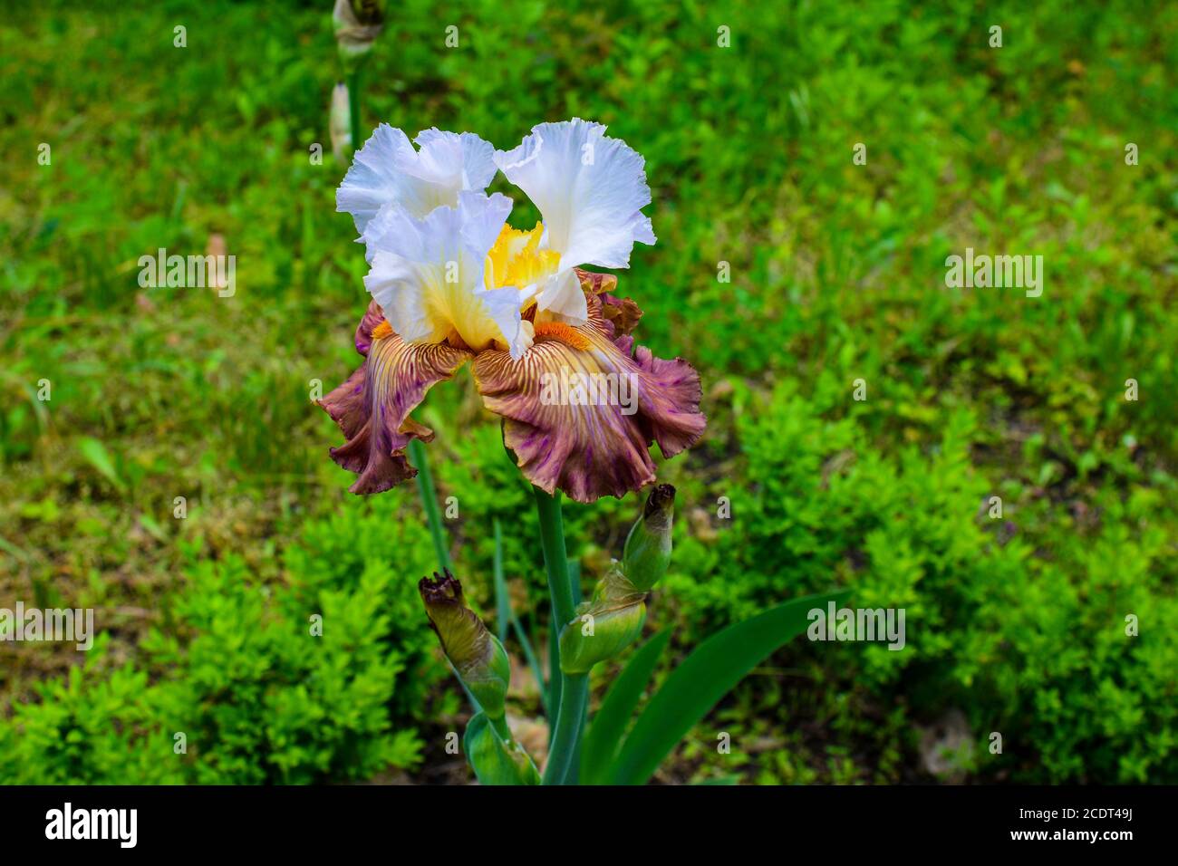 Fleur d'iris jaune et blanc en fleurs dans le jardin. Gros plan . Jour de printemps ensoleillé dans le parc Banque D'Images