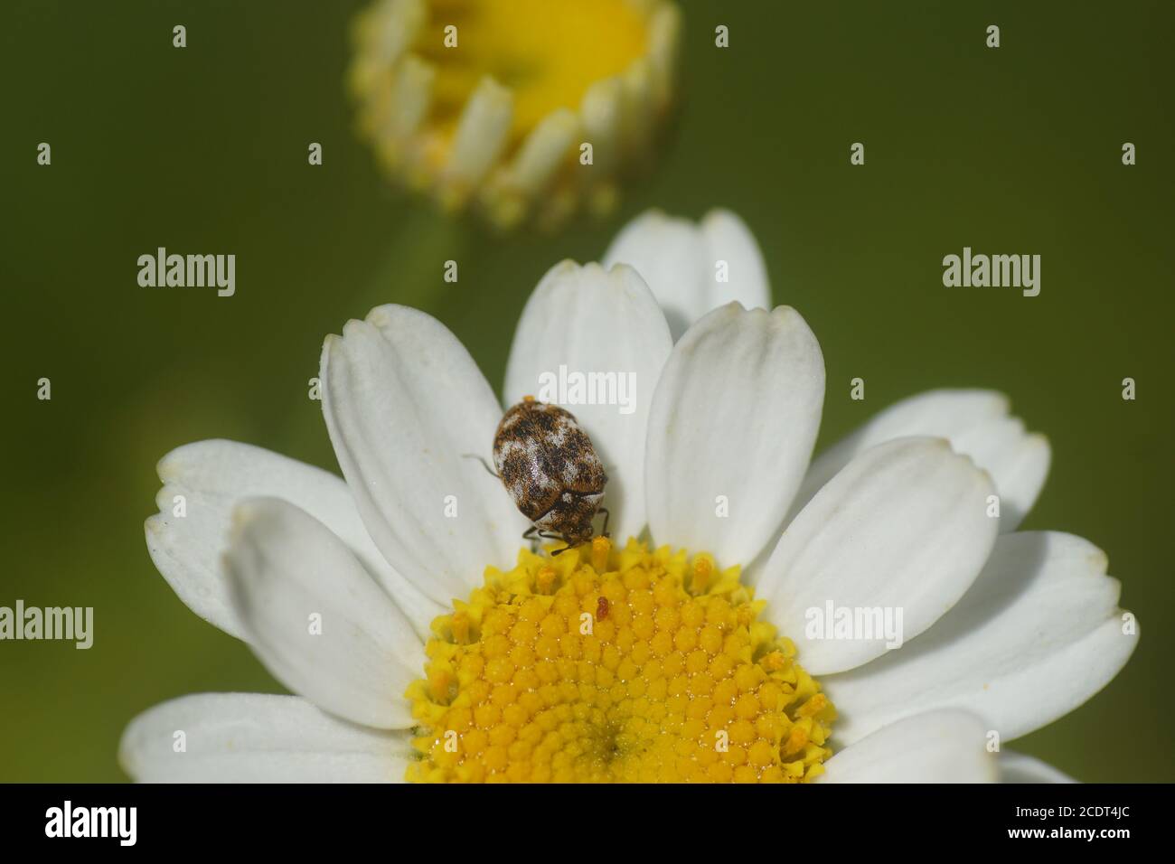 Coléoptère de tapis varié (Anthrenus verbasci) sur des fleurs de féversome (Tanacetum parthenium). Famille des coléoptères de la peau (Dermestidae). Juin, dans un jardin hollandais. Banque D'Images