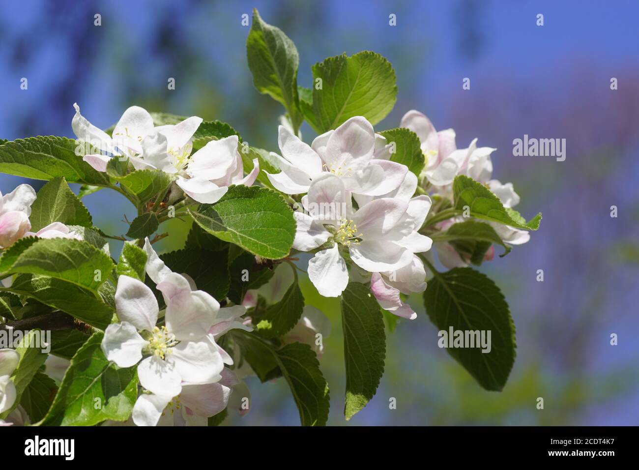 Pommier en fleur au printemps. Branche avec fleurs blanches de pomme dans  un jardin hollandais. Pays-Bas, avril Photo Stock - Alamy