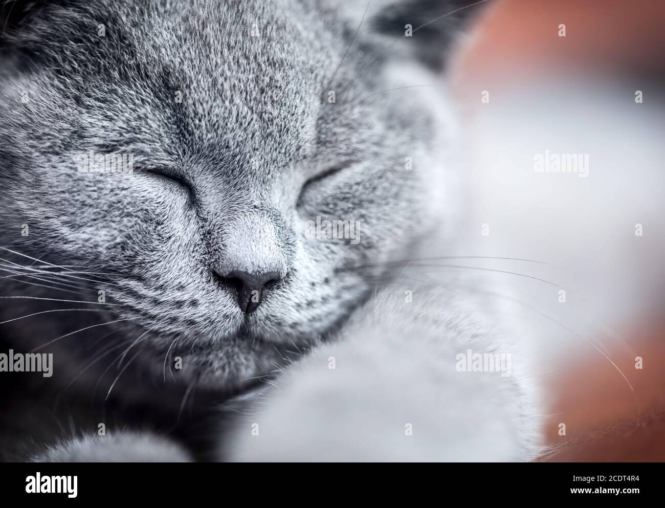 Jeune joli portrait de chat gros plan. Le chaton britannique Shorthair avec fourrure bleue grise Banque D'Images