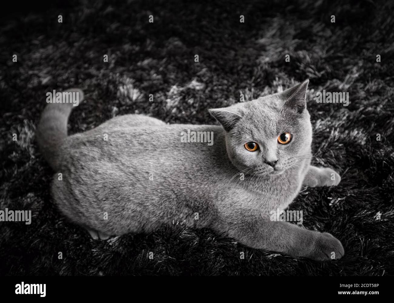 Adorable chat avec des yeux orange de gingembre allongé sur le noir et moquette blanche Banque D'Images