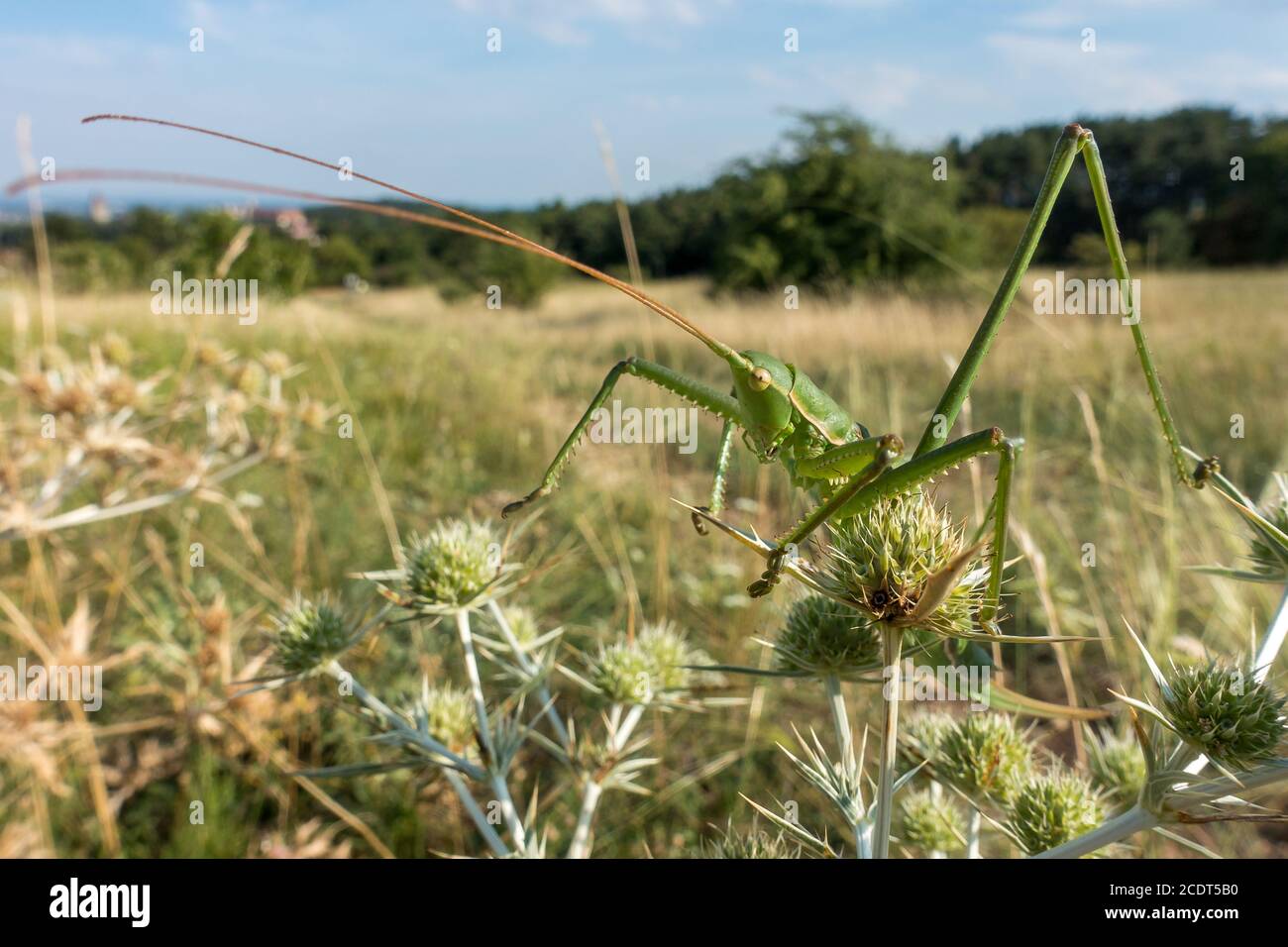 Saga pedo assis sur un terrain eryngo dans son naturel habitat Banque D'Images