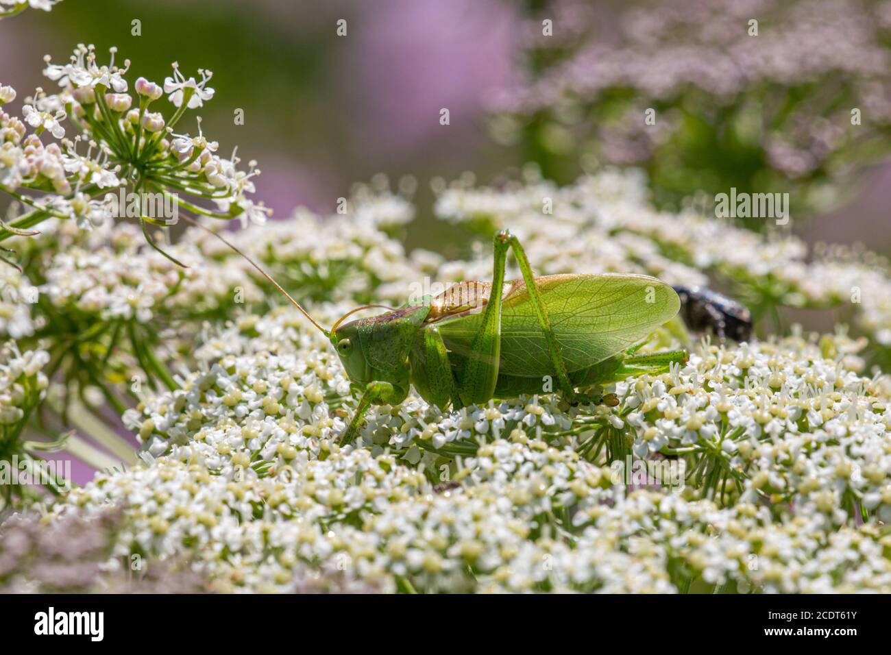 Nourrissant le cricket vert des hautes terres Banque D'Images