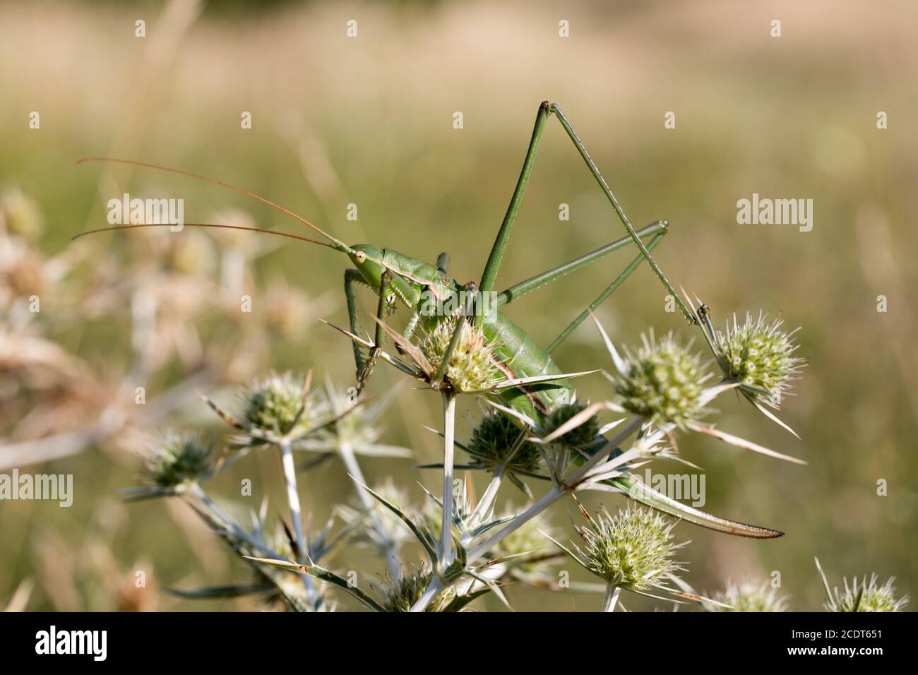 Saga pedo assis sur un terrain eryngo dans son naturel habitat Banque D'Images