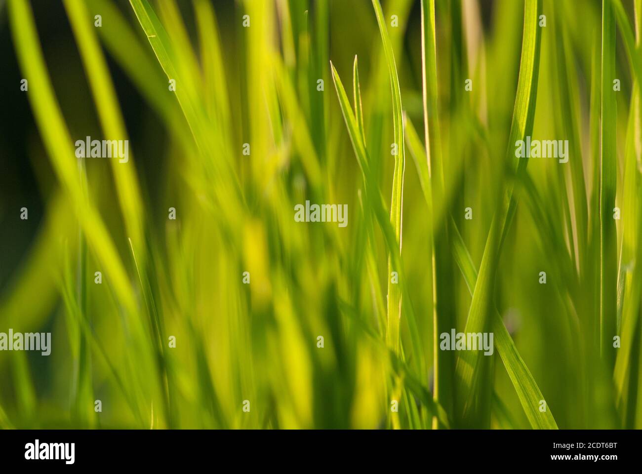 Sous le soleil éclatant. Abstract natural origines. Frais vert printemps l'herbe sur la pelouse avec l'attention sélective bokeh flou Banque D'Images