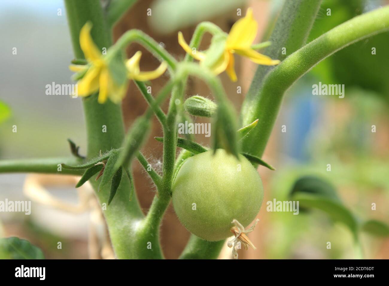 Gros plan de tomates vertes et de fleurs jaunes non mûres sur un Bush. Pour faire pousser des tomates. Banque D'Images