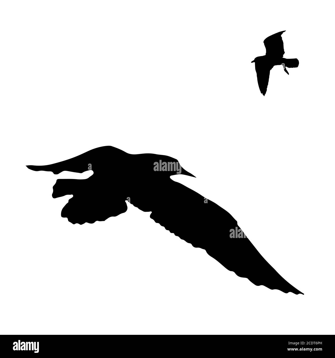 Set - seagull silhouette sur fond blanc collection Banque D'Images