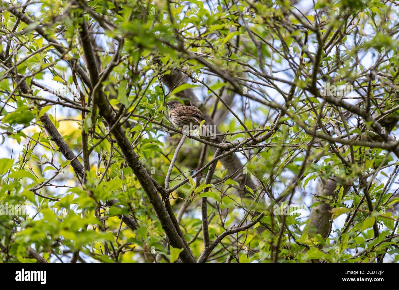 Juvénile Dunnock, Prunella modularis, Lancashire, Angleterre, Grande-Bretagne Banque D'Images
