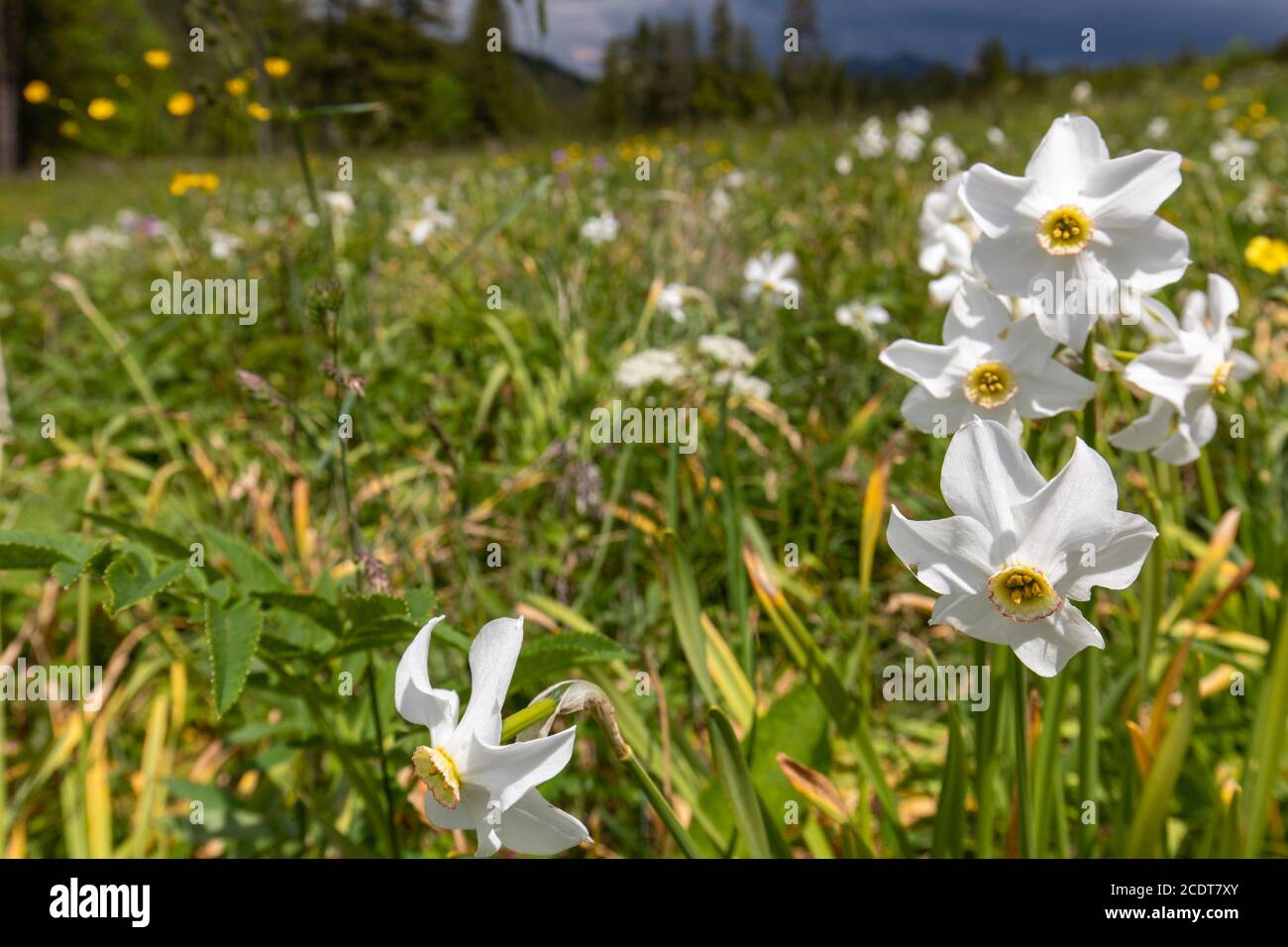 Les jonquilles du poète dans leur habitat naturel Banque D'Images